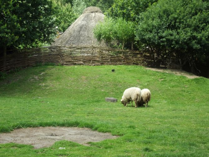 schapen schapen